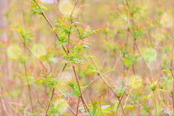 Bushes of mountain ash with young leaves.