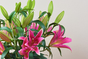 A bouquet of beautiful pink lilies with not buds bloomed. Bouquet of flowers. A romantic gift to your beloved people.