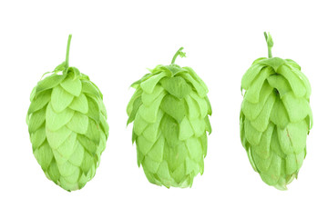 hop cones isolated on white background close-up