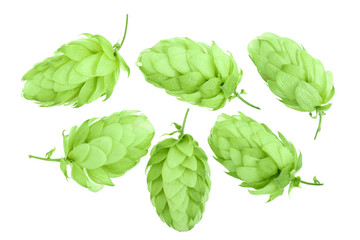 hop cones isolated on white background close-up. Top view. Flat lay pattern