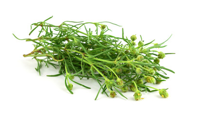 Psyllium Plantago Medicinal Herb Plant. Psyllium (Ispaghula) Husk and Seeds are Common Cholesterol Lowering Food Supplements and Colon Cleansing Fiber Ingredients. Isolated on White Background.