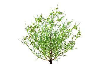 Psyllium Plantago Medicinal Herb Plant. Psyllium (Ispaghula) Husk and Seeds are Common Cholesterol Lowering Food Supplements and Colon Cleansing Fiber Ingredients. Isolated on White Background.