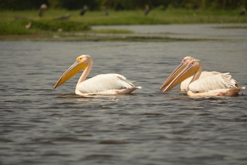 Pelican