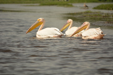 Pelican