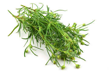 Psyllium Plantago Medicinal Herb Plant. Psyllium (Ispaghula) Husk and Seeds are Common Cholesterol Lowering Food Supplements and Colon Cleansing Fiber Ingredients. Isolated on White Background.