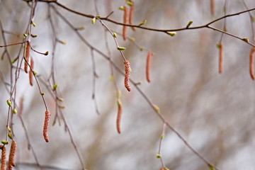 Branches of birch with earrings in spring.