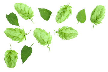 hop cones with leaves isolated on white background with copy space for your text. Top view. Flat lay pattern