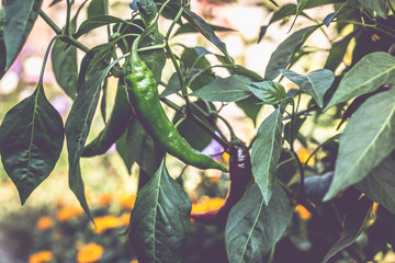 Beautiful pepper in the garden