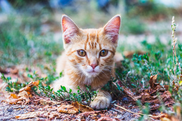 Summer portrait of beautiful red cat.