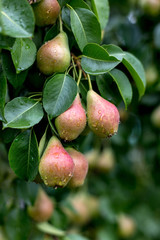 A green pear on a tree after a rain in droplets of dew.