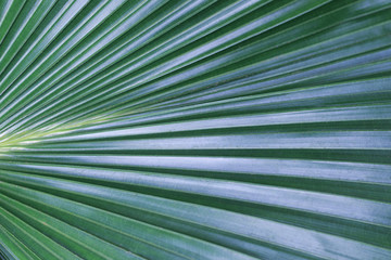 Obraz premium Green tropical leaf close-up, texture, background 