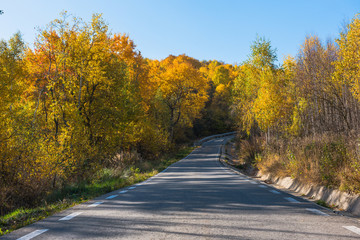 Forest road in the autumn