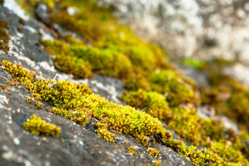 Moss on rock close up