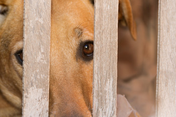 dog victim of animal abuse and mistreatment