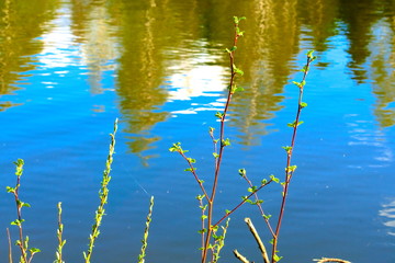 Young budding leaves on branches against the background of the lake.