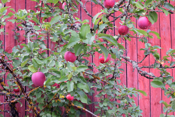 Ripe red apples on the tree. Red wooden wall on background.