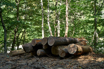 Picture of logs in the forest.