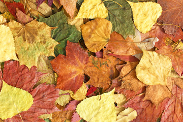 Naklejka na ściany i meble Beautiful colorful autumn leaves background 