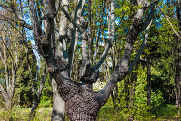 Fototapeta premium Tree with curved branches.