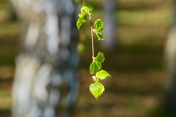 Young green-yellow birch leaves on spring branch.