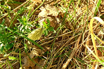 The butterfly sits on a dry grass in the spring.