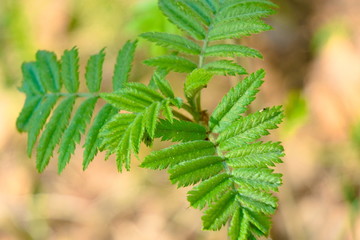 Branches with leaves of a small rowan in the spring.