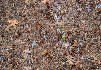 Background of dry spruce needles and grass.