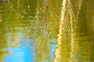 The branch of the tree with buds blossoming above the surface of the reservoir with the reflection of the forest.