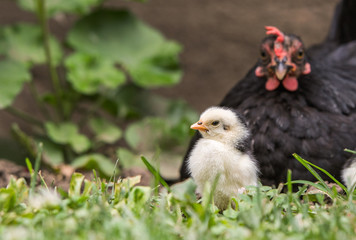 Hen with baby chicken