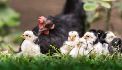 Hen with baby chicken