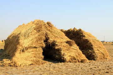 piles of straw