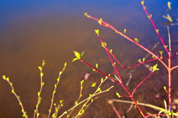 Young budding leaves of a plant.