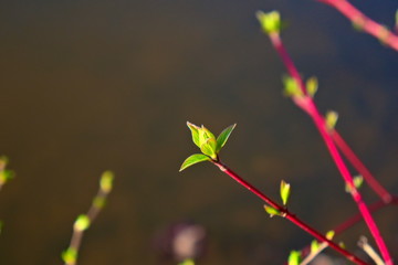 Young budding leaves of a plant.