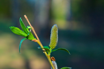 Flowers and leaves of a tree on a branch in spring.