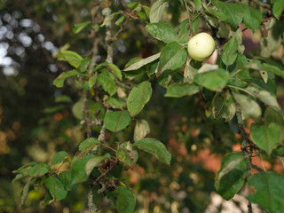 apple hanging on tree