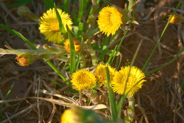 Yellow flowers of mother and stepmother in spring.