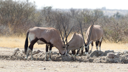 Oryx at a waterhole, Kalahari desert