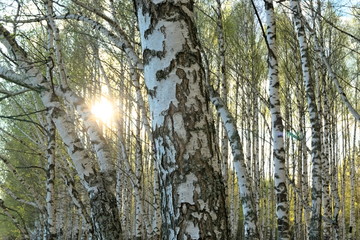 Birch forest in the spring.