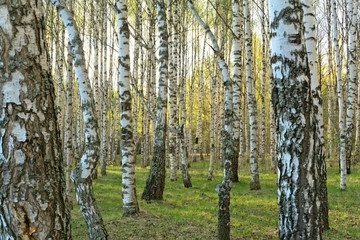Fototapeta premium Brzozowy las na wiosnę.