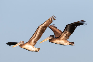 Pelican in flight