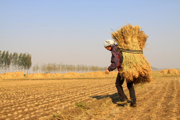 farmers were carrying straw in the rice fields, china.