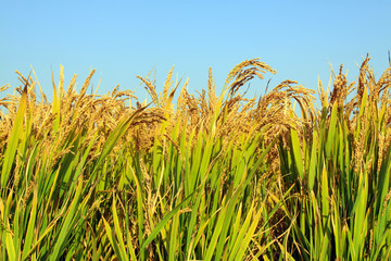 Obraz premium rice scenery