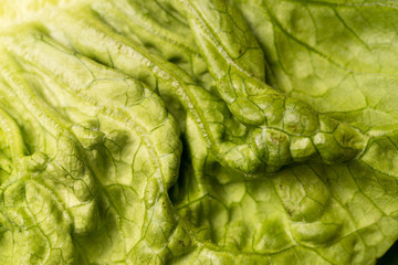 Obraz premium crispy green organic lettuce leaves, full frame