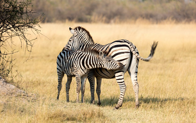 Plains zebra (Equus quagga) with young in the grassy nature, evening sun