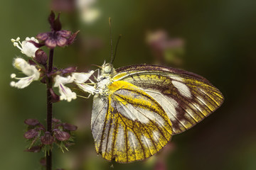 Closeup beautiful butterfly feeding on basil flowers in vegetable garden