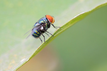 red headed flies