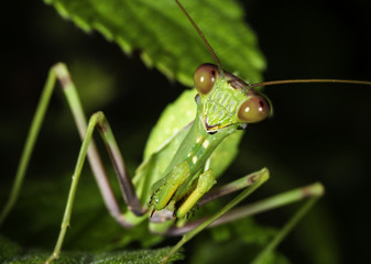 Praying mantis Mantis religiosa