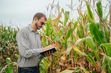 Naklejka na ściany i meble Agronomist holds tablet touch pad computer in the corn field and examining crops before harvesting. Agribusiness concept. agricultural engineer standing in a corn field with a tablet.