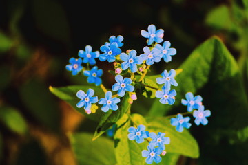 Blue flowers of Brunnera.