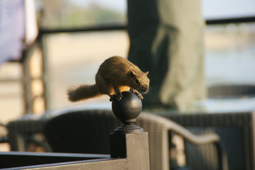 squirrel on the balance ball
